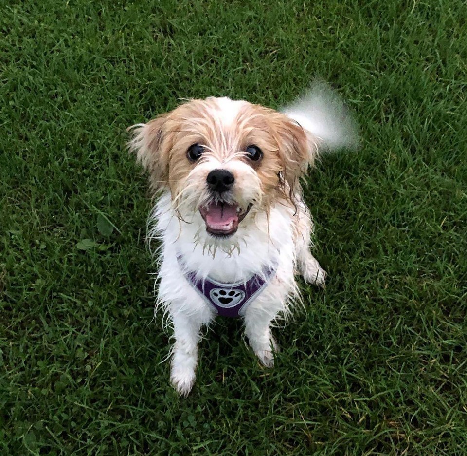 Daisy, a Shih Tzu and Yorkshire Terrier cross