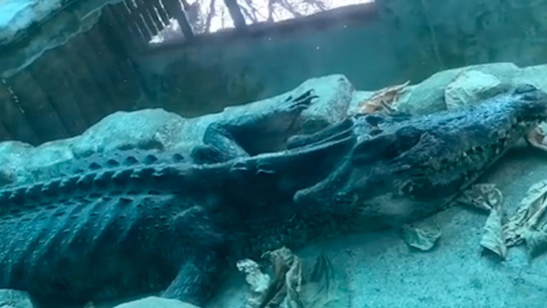 Horror video shows huge emaciated CROCODILE that is just scales & bones weakly crawling at Chinese zoo