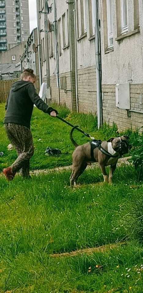 The savage canine lashed out at Michelle at her flat in Foresterhill, Aberdeen