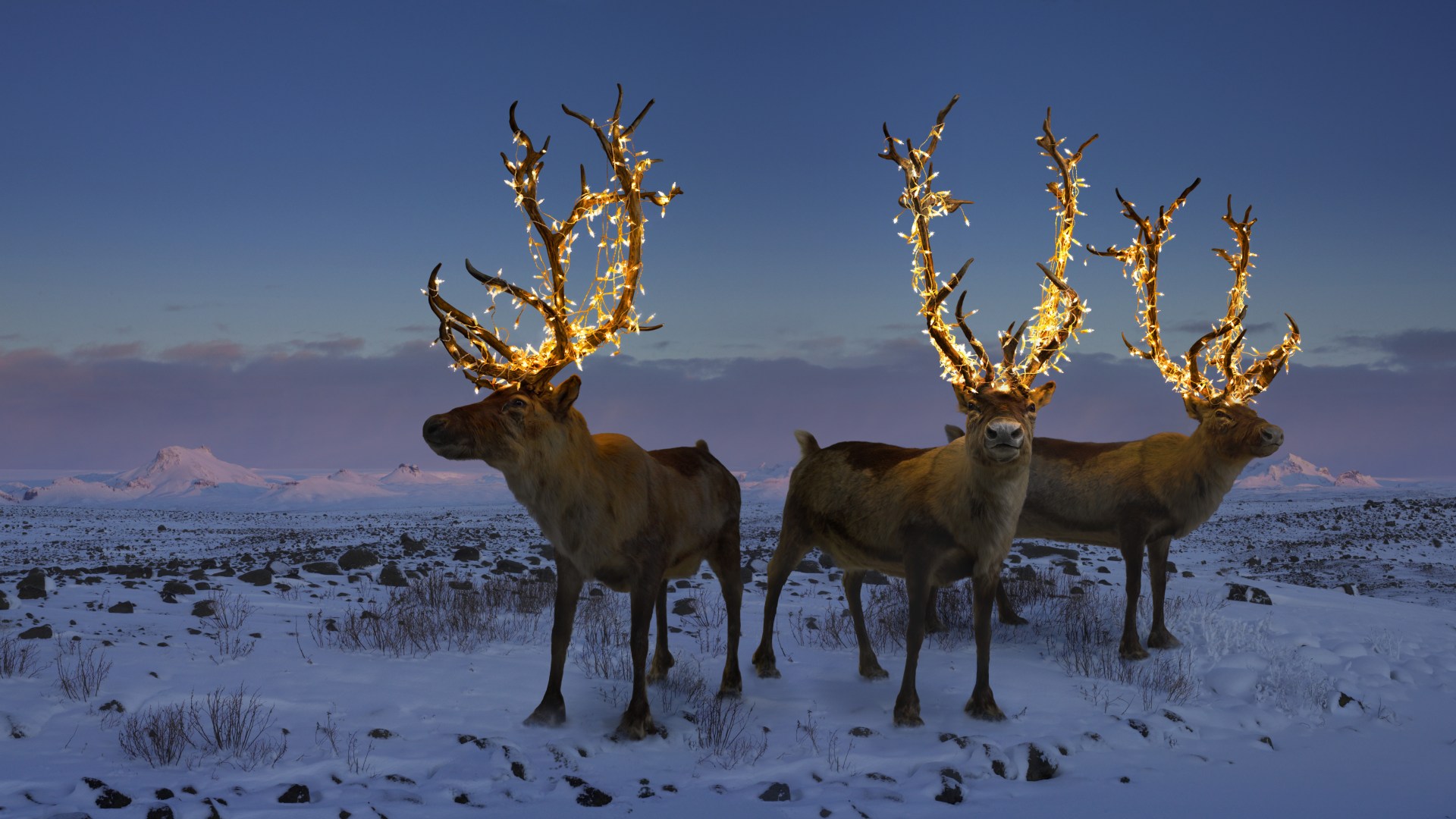 Your kids’ reindeer food could lead to a ‘swarm of pests’ by Christmas morning - here’s what experts say to add & avoid