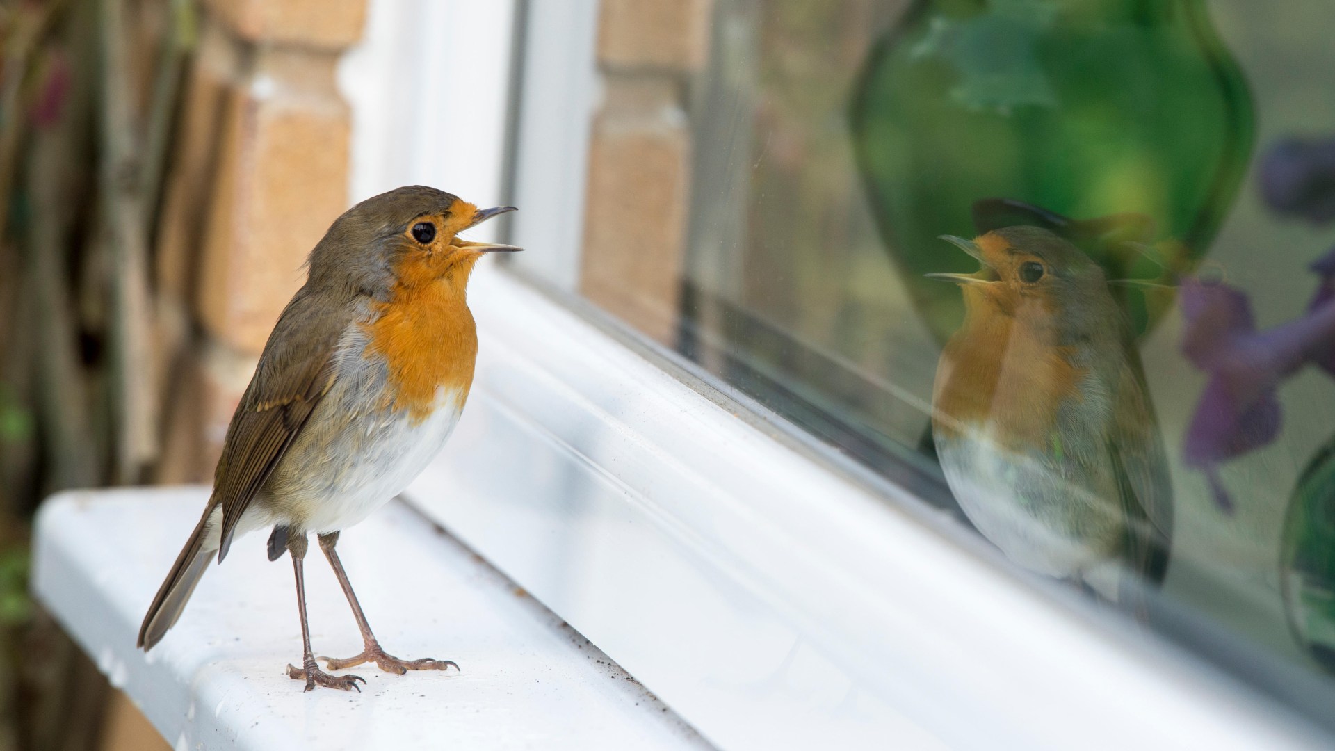 Gardeners urged to feed robins £1.65 Sunday dinner staple to help them thrive in winter