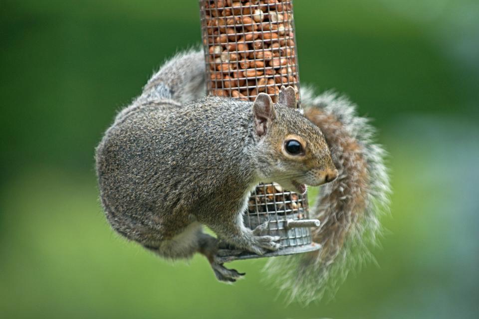 Pesky squirrels often steal the nuts and seeds from bird feeders