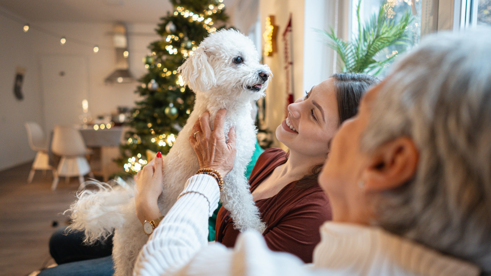 I'm a dog behaviourist - the ultimate free tip keeps your reactive pooch calm when guests are over this Christmas