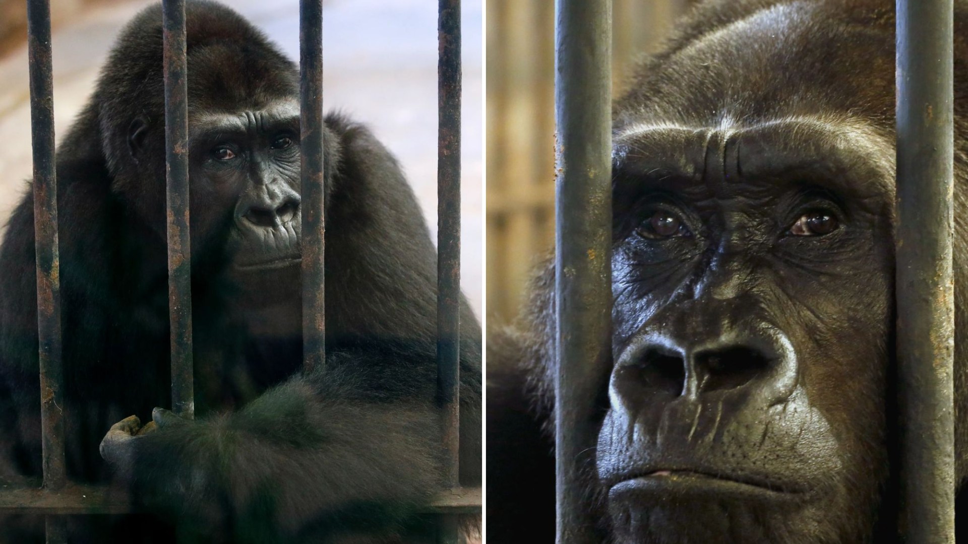 World’s loneliest gorilla Bua Noi spending her 41st Christmas ALONE still trapped in mall cage for shoppers to gawp at