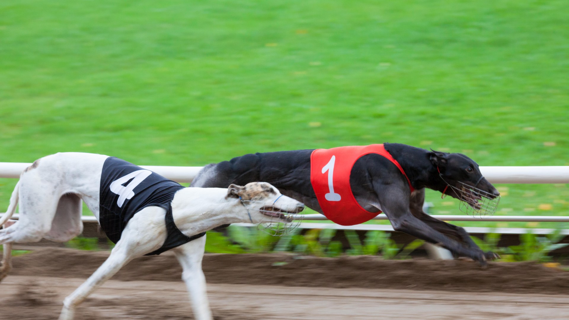 Scotland's last remaining greyhound racetrack should be demolished, say campaigners