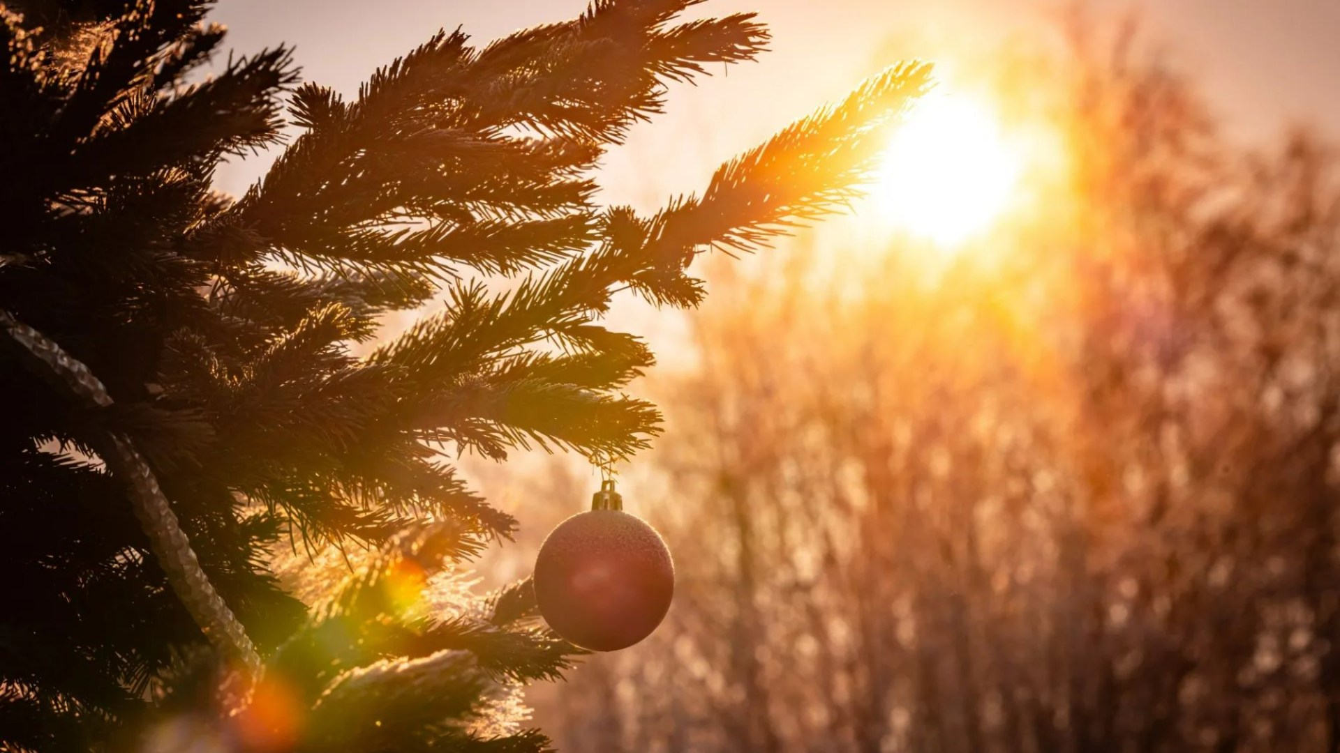 UK weather: Brits to wake up to 'green Christmas' with no snow or frost and 'exceptionally' warm temperatures