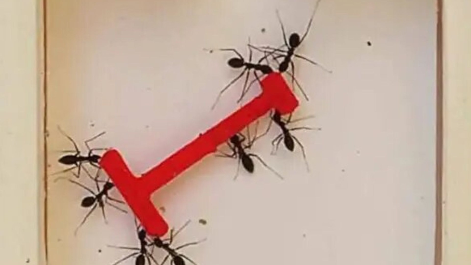 Watch incredible timelapse vid showing swarm of ants OUTSMART humans to solve fiendish puzzle first…can YOU work it out?