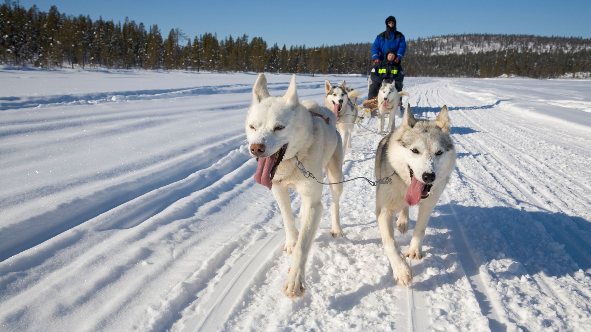 Keep the good times rolling with these EIGHT amazing Twixmas activities across Scotland