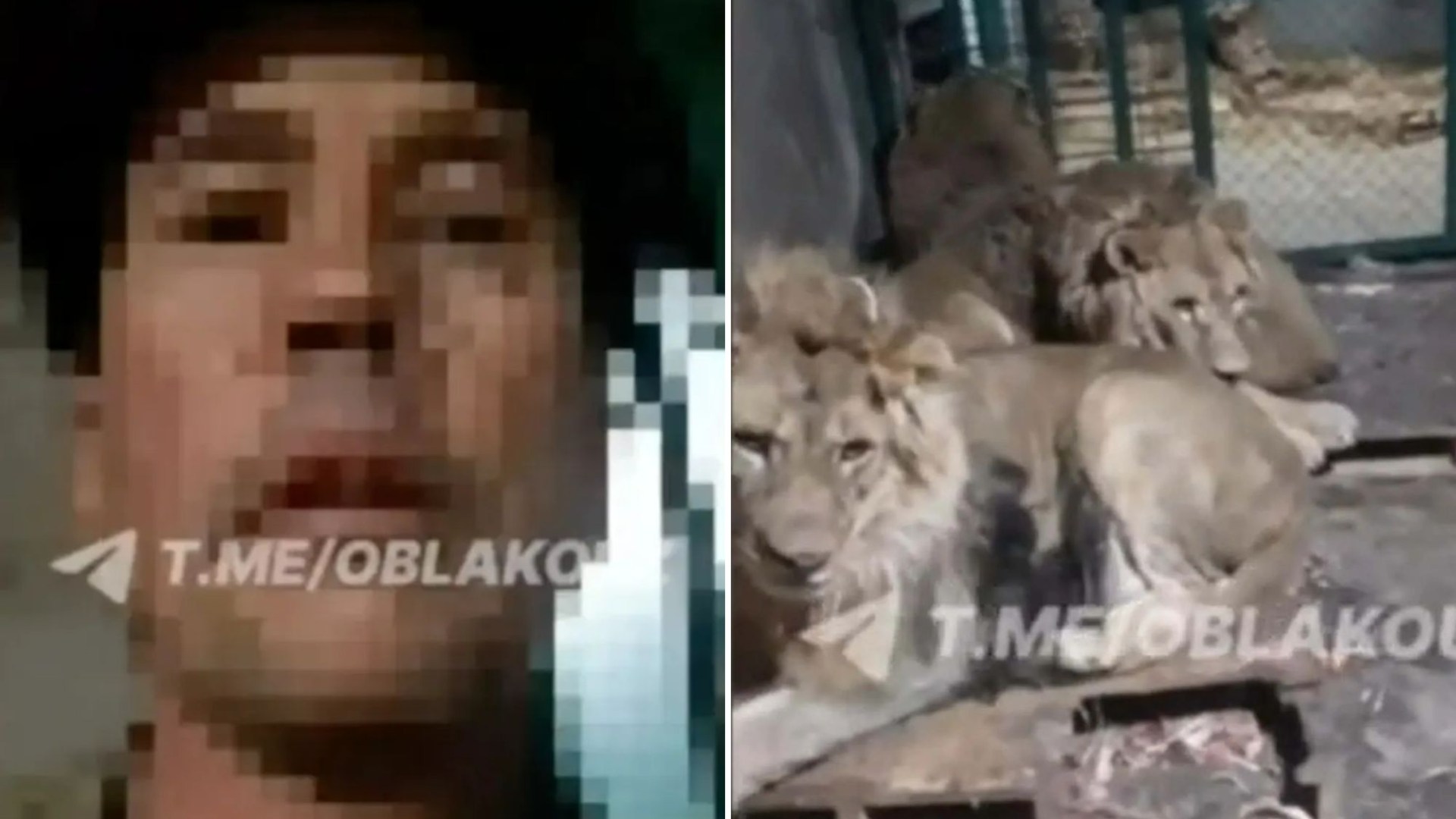 Horror moment zookeeper is mauled to death by lions after climbing into cage for selfie video ‘to impress girlfriend’