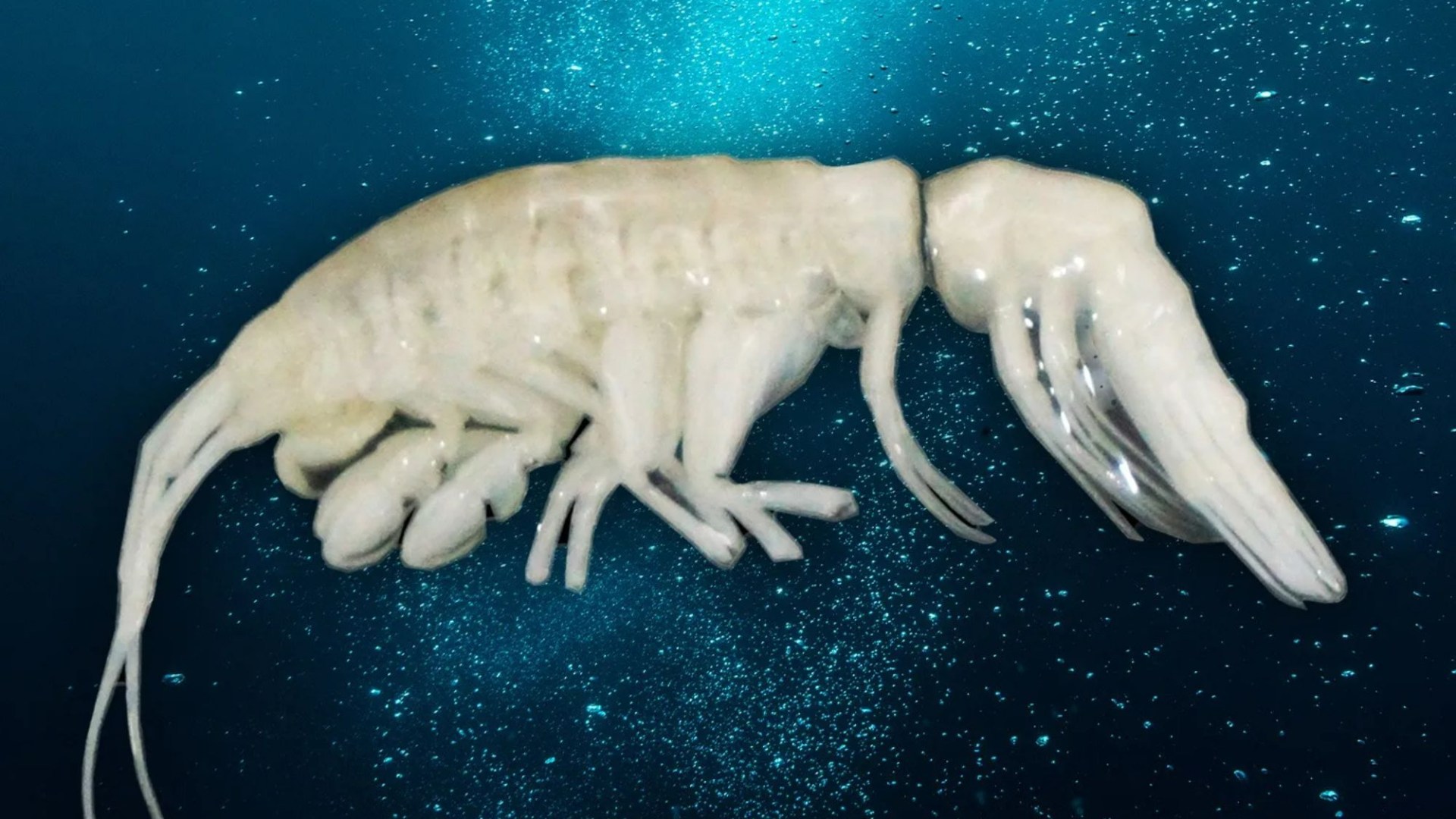 Alien-like deep sea predator lurking where few creatures dare to go discovered by scientists and given chilling name