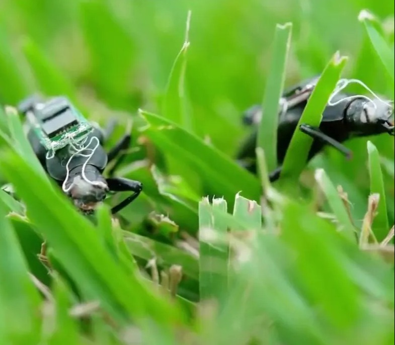 Watch as Frankenstein cyborg cockroaches fitted with backpacks come to life to form army of search & rescue bugs