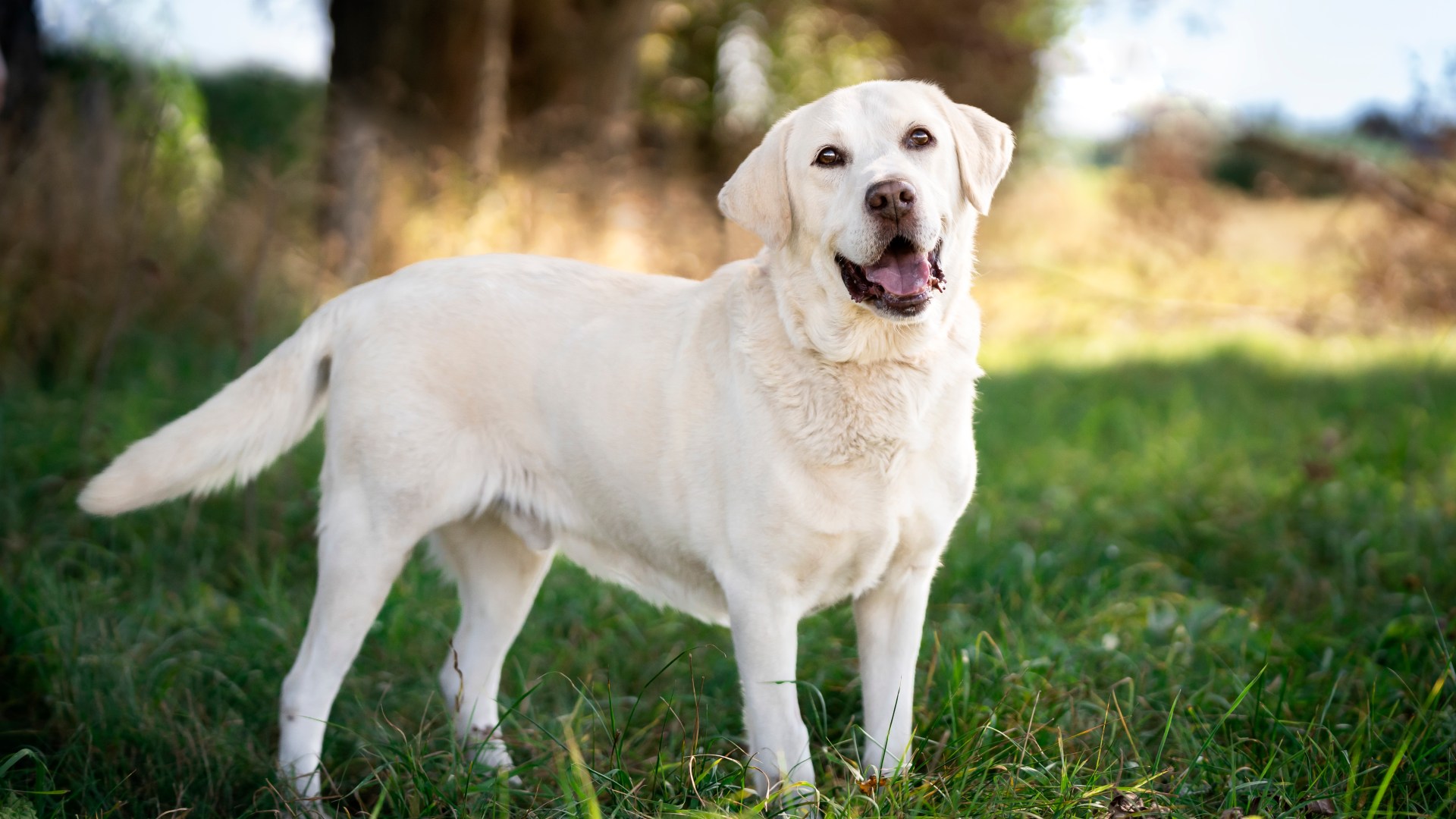 I'm a pet expert - here's the 8 'velcro dog' breeds that are most affectionate, their nose gives them away