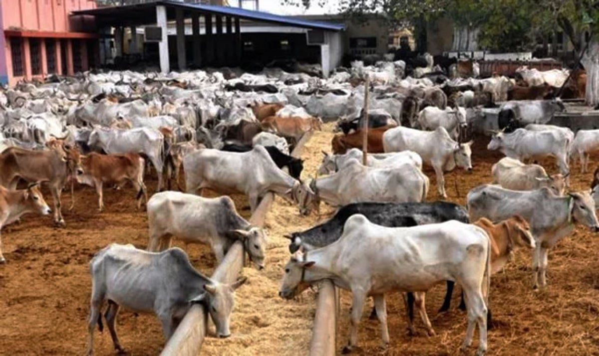 Federal Government Drives Livestock Reform As Brazilian Investors Explore Opportunities In Kebbi