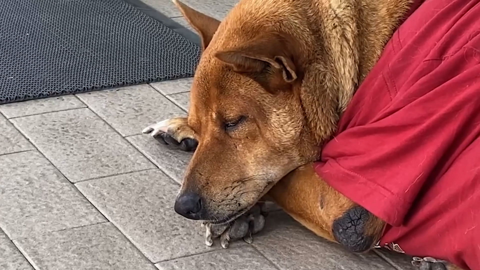 Heartbreaking pics show dog Moo Dang refusing to leave spot she used to sit with her homeless owner after he died – The Scottish Sun