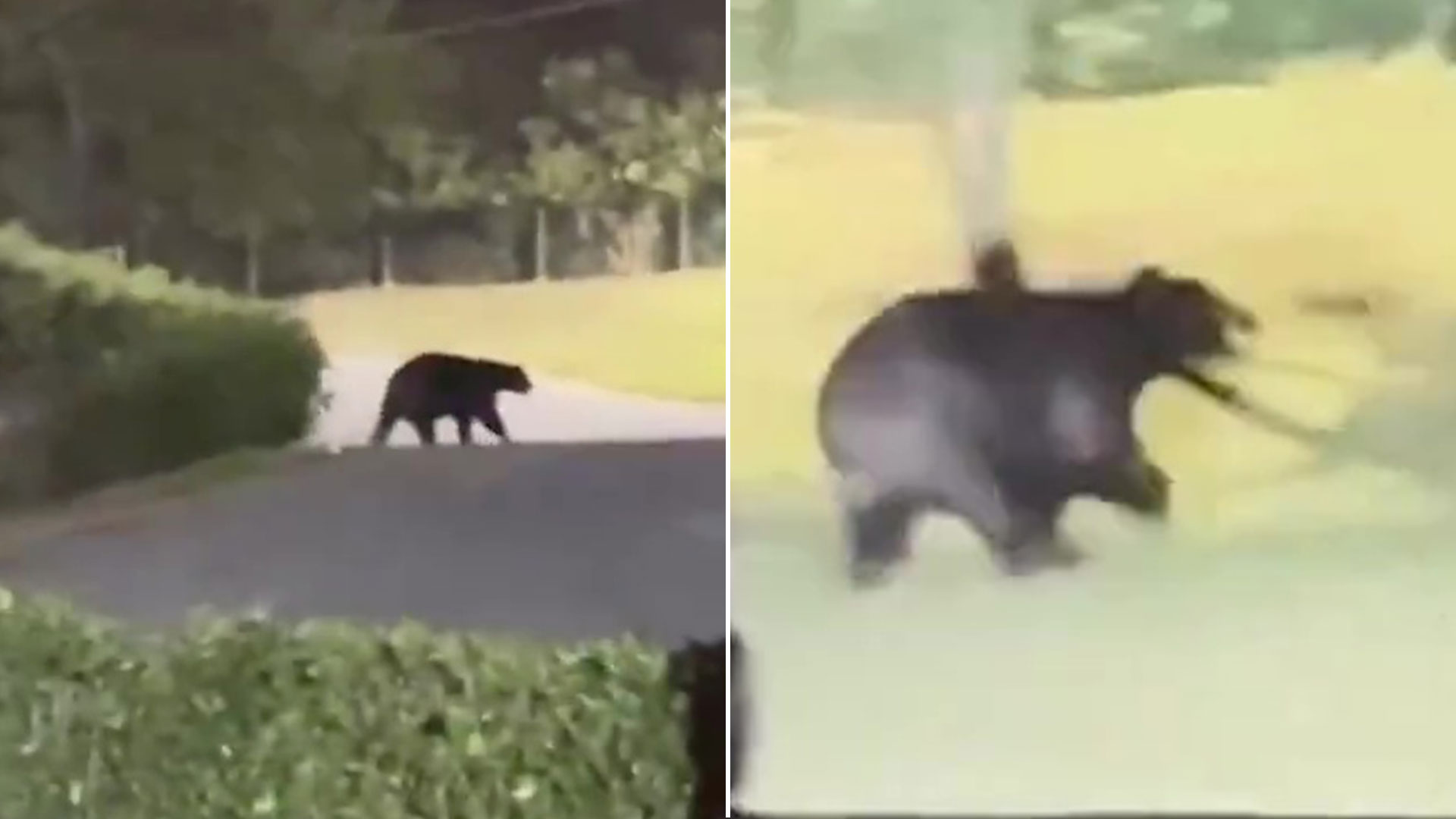 Terrifying moment monstrous bear invades Premier League winner's garden as shocked family watch on