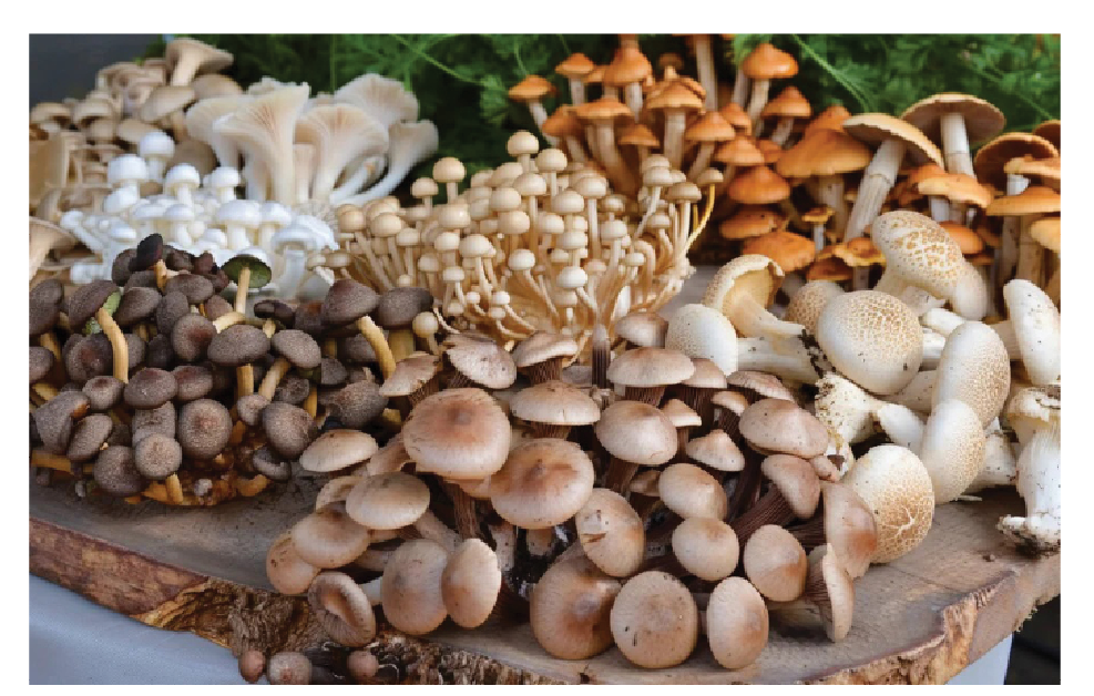 The Remarkable Benefits Of Mushrooms