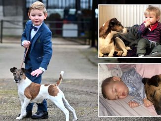 Boy, 6, becomes Crufts’ youngest entrant with 'best pal' Penny & will compete against adults at world famous show