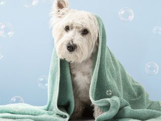 Four top dog grooming tips to make your pooch Crufts-worthy